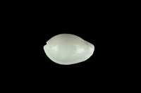 藏品(牙白海兔螺)的圖片